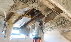 Best Attic Mold Removal  in Denison, IA